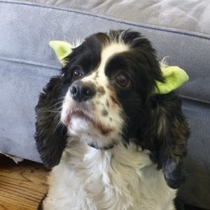 Meet your Posher, Lily